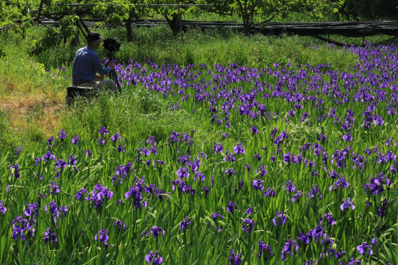 『城陽市　花の小路』カキツバタ