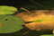 『宇治市植物公園　トンボ』