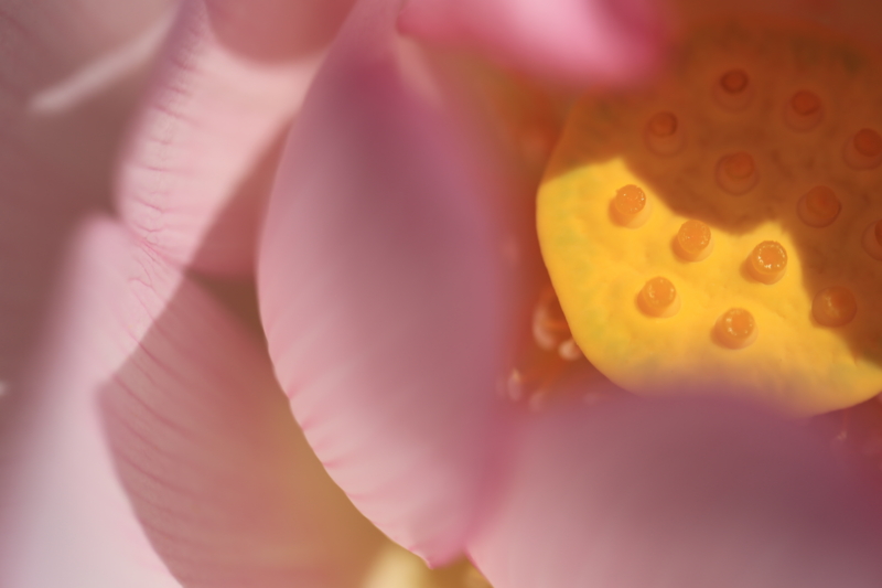 『宇治市植物公園　１００ｍｍマクロ』