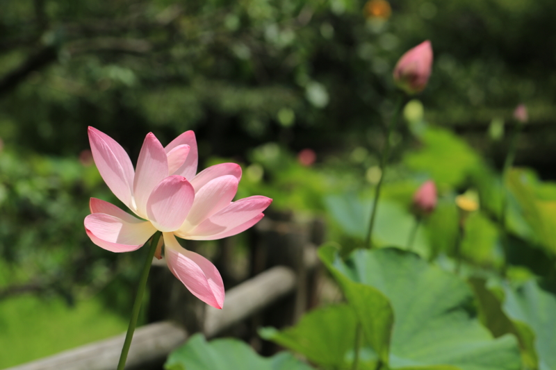 『宇治市植物公園　１００ｍｍマクロ』