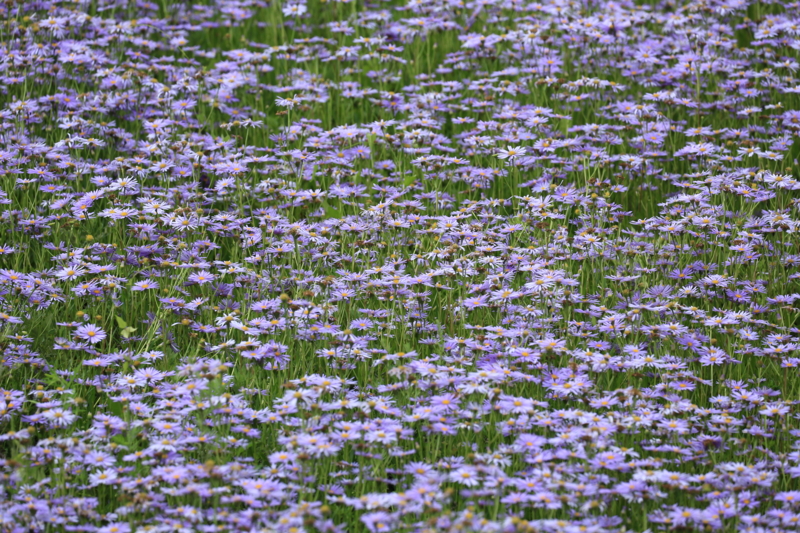 『京都市左京区久多地区　北山友禅菊』