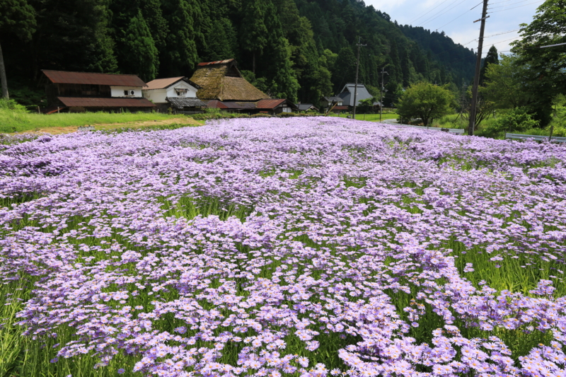 f:id:toonii:20160808103834j:image