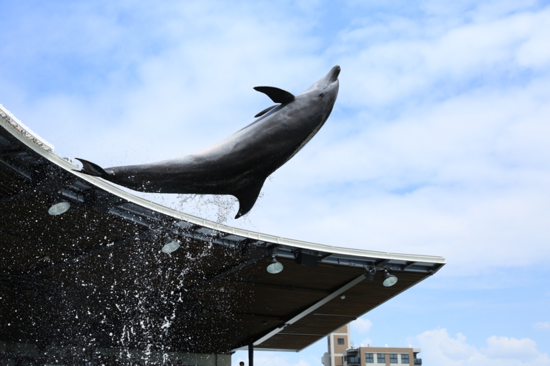 『京都水族館　イルカ』