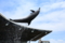 『京都水族館　イルカ』