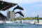 『京都水族館　イルカ』