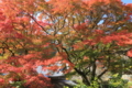 2016「善峯寺」紅葉