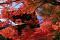 2016「善峯寺」紅葉