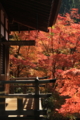 ２０１６「永観堂禅林寺」紅葉