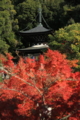 ２０１６「永観堂禅林寺」紅葉