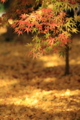 ２０１６「永観堂禅林寺」紅葉