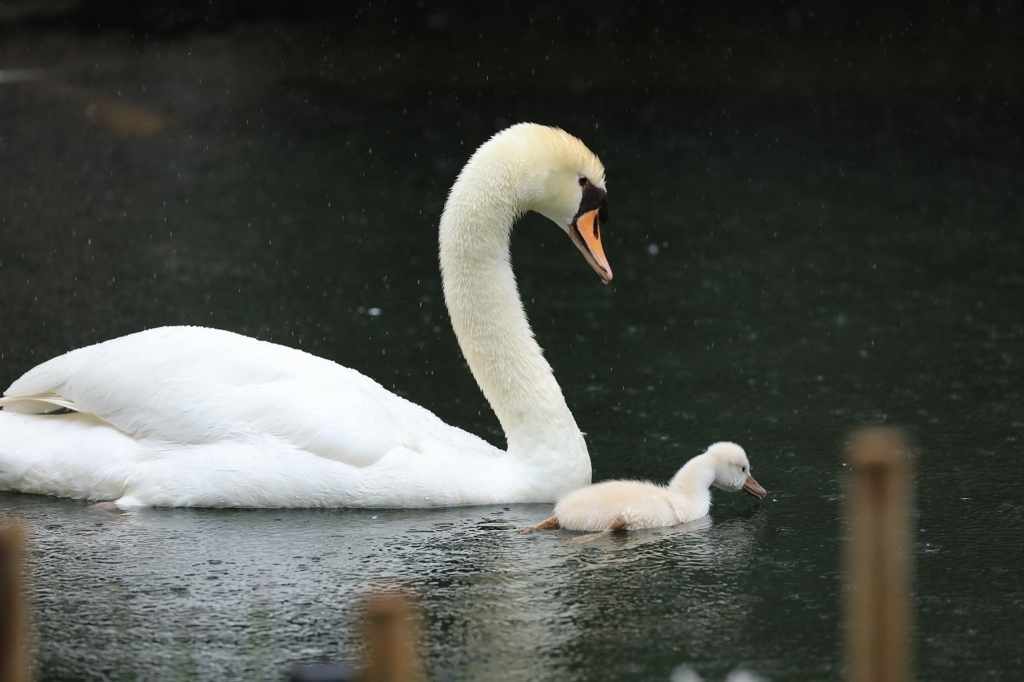 京都市中心「六角堂の子白鳥」 tooniiの写真日記