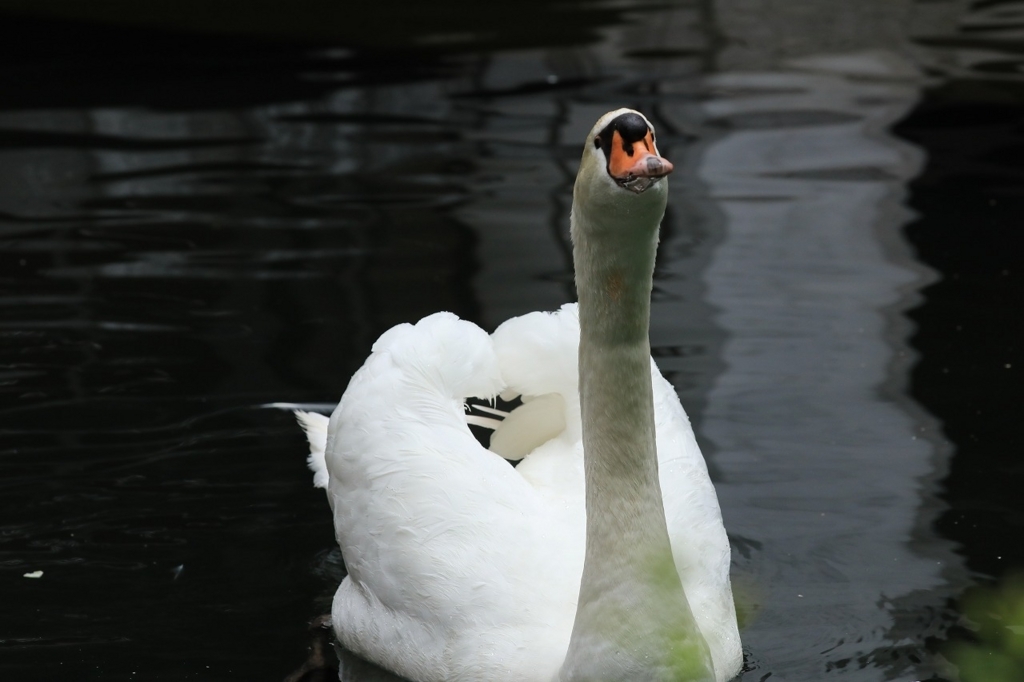 京都市中心「六角堂の子白鳥」 tooniiの写真日記