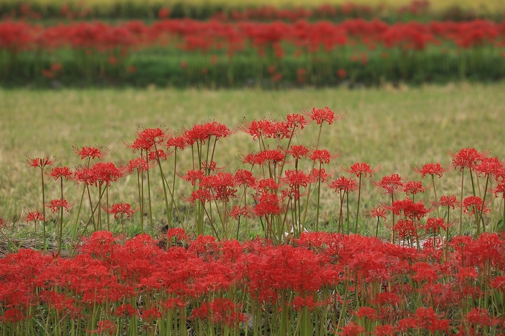 f:id:toonii:20180924132031j:plain