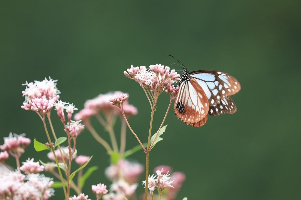 f:id:toonii:20181004180808j:plain