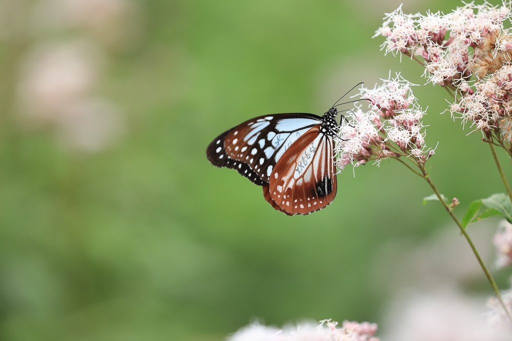 f:id:toonii:20181004180913j:plain