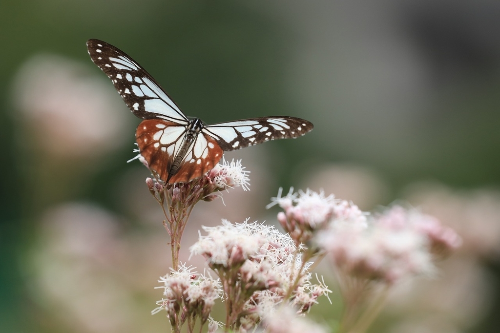 f:id:toonii:20181004180935j:plain