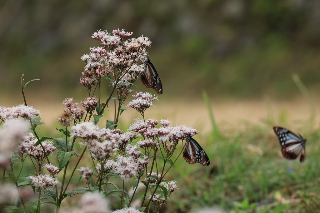 f:id:toonii:20181004181000j:plain