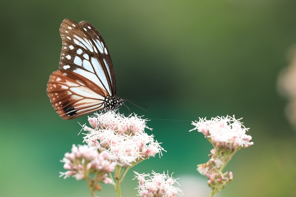 f:id:toonii:20181004181050j:plain