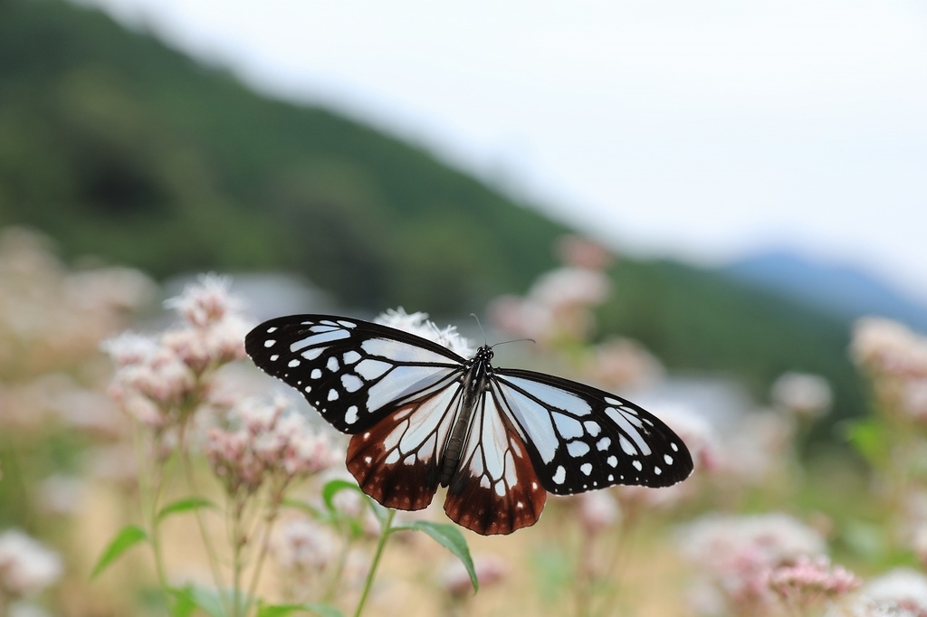 f:id:toonii:20181004181110j:plain