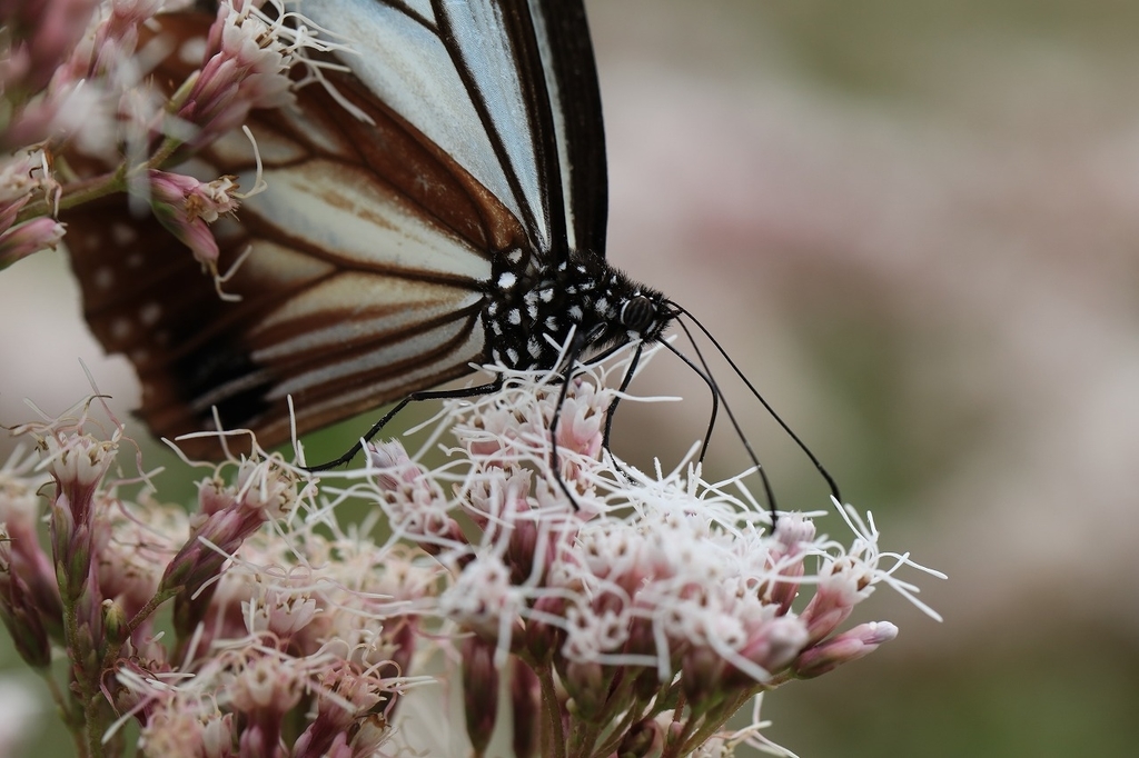 f:id:toonii:20181004181542j:plain