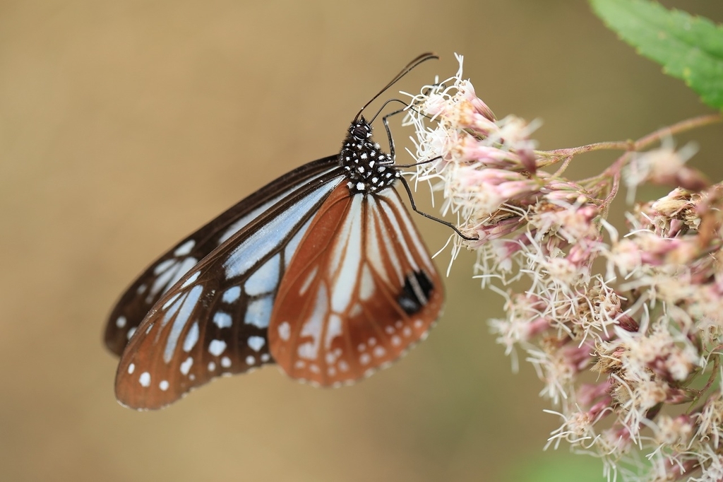 f:id:toonii:20181004181552j:plain