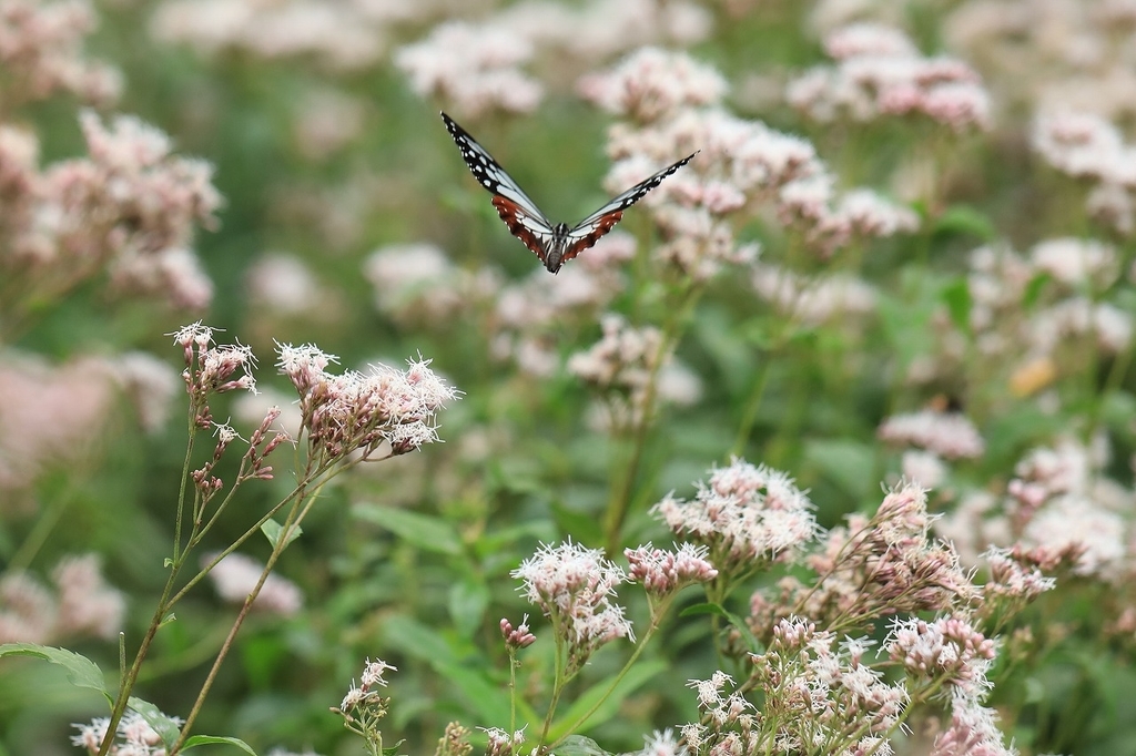 f:id:toonii:20181004181605j:plain