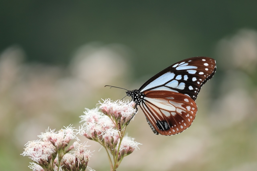 f:id:toonii:20181004181636j:plain