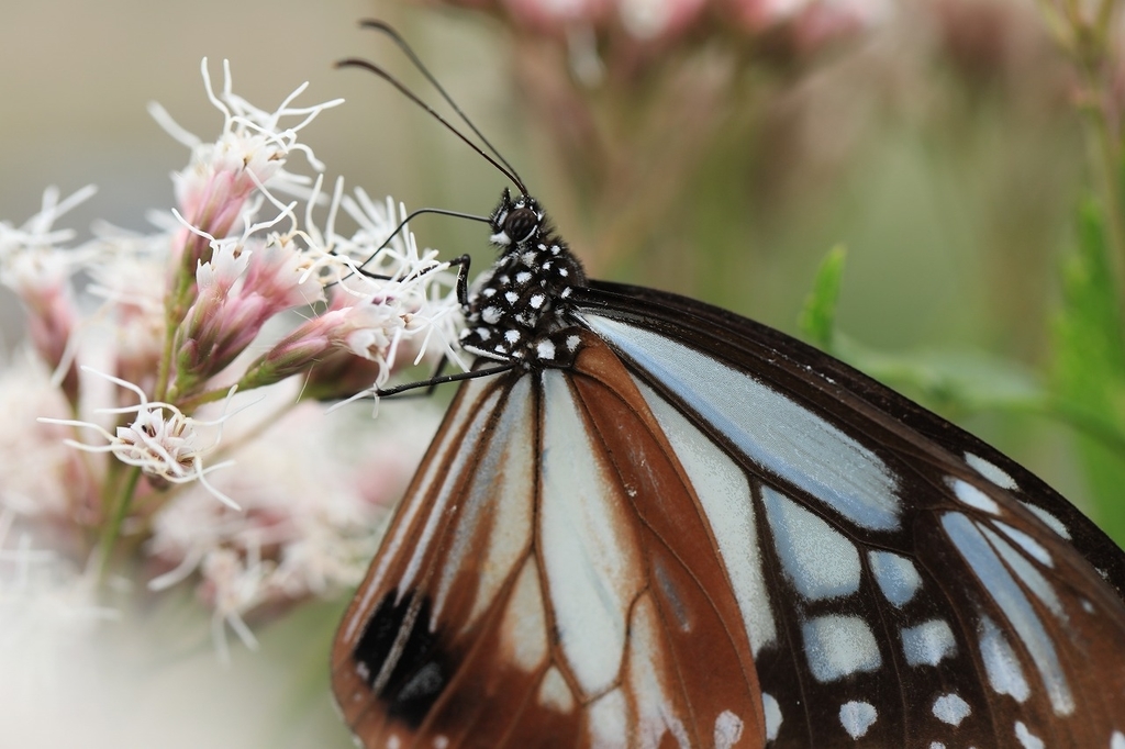 f:id:toonii:20181004181647j:plain