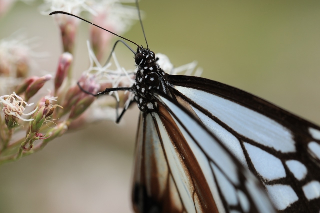 f:id:toonii:20181004181657j:plain