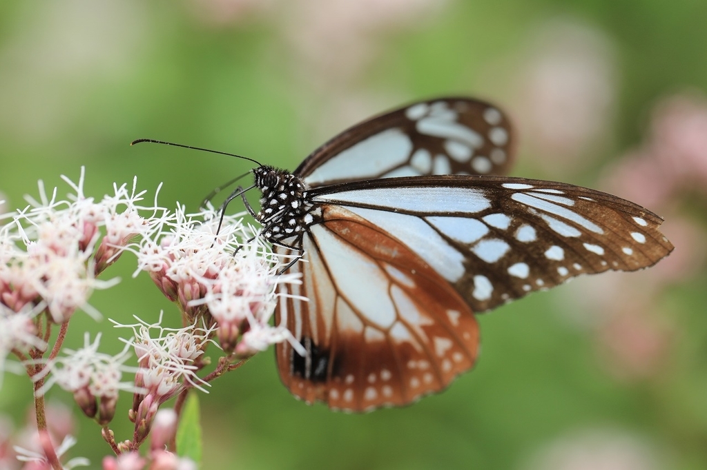 f:id:toonii:20181004181716j:plain