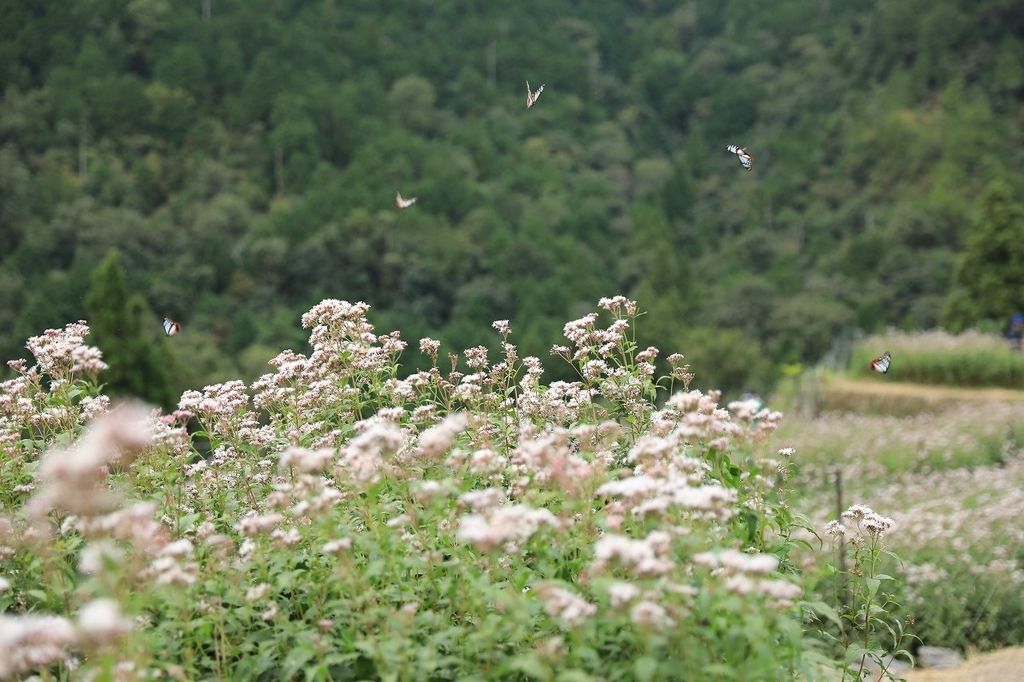 f:id:toonii:20181004182200j:plain