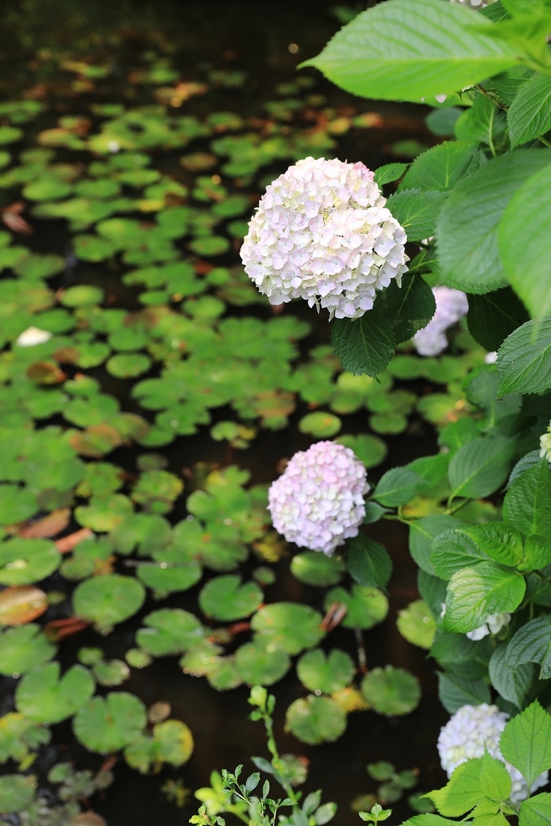 f:id:toonii:20190619142015j:plain
