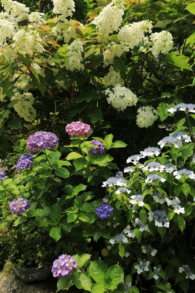 f:id:toonii:20190619142037j:plain