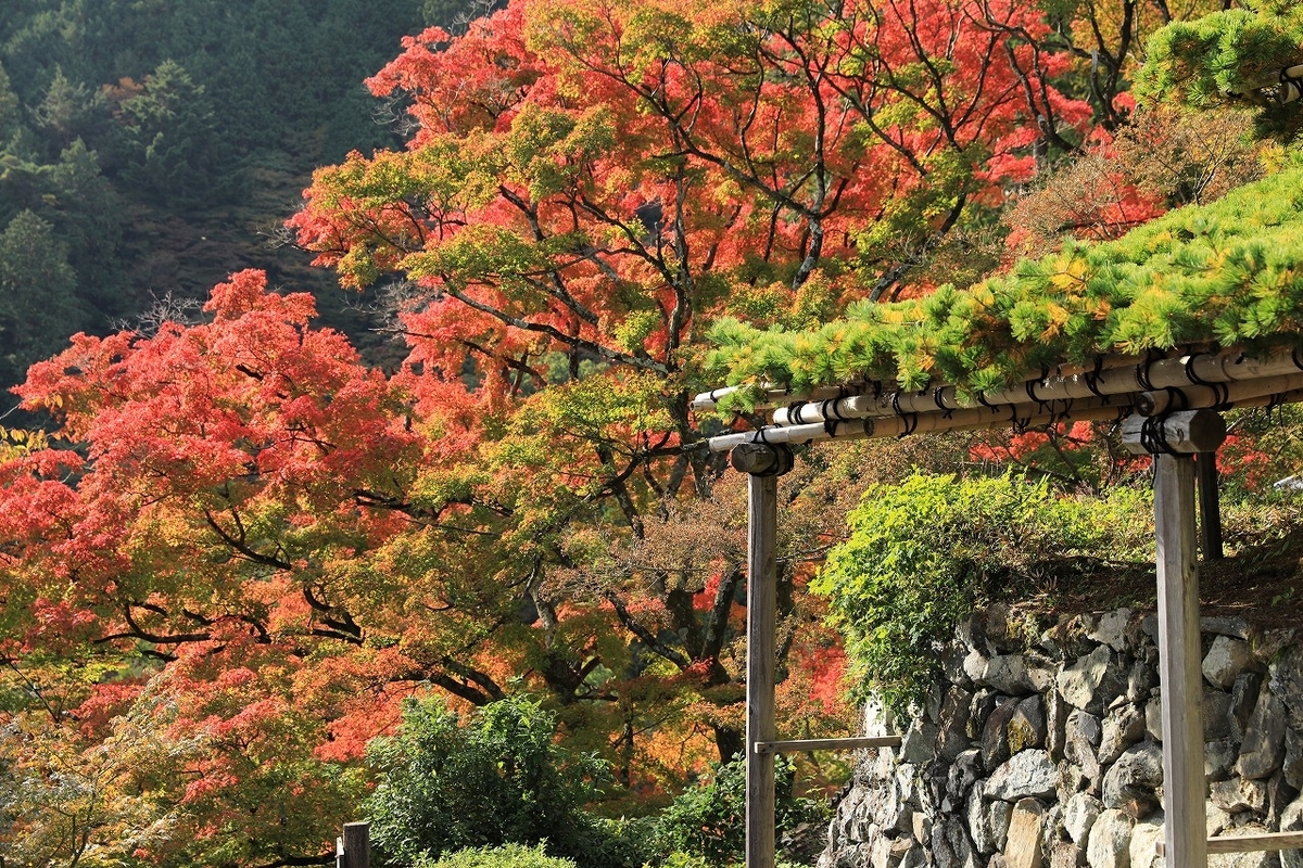 f:id:toonii:20191112132510j:plain