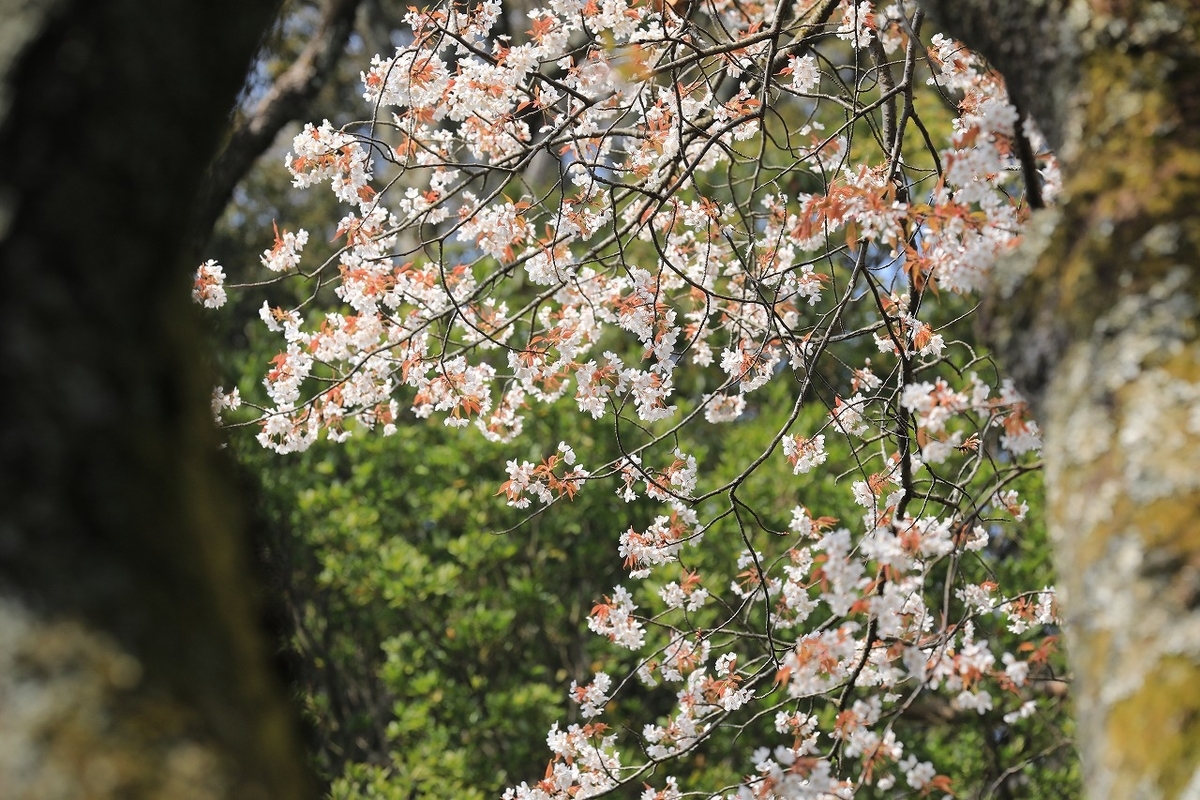 f:id:toonii:20200317144132j:plain