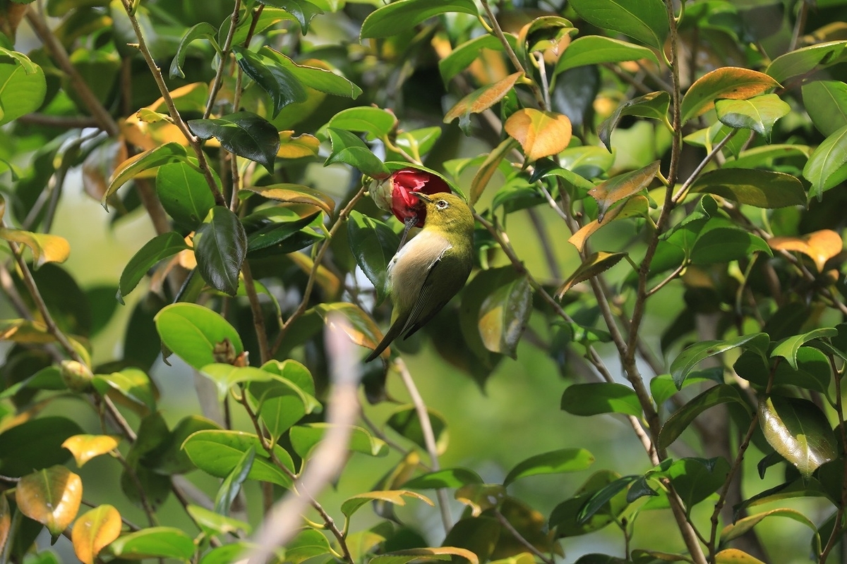 f:id:toonii:20200317144211j:plain