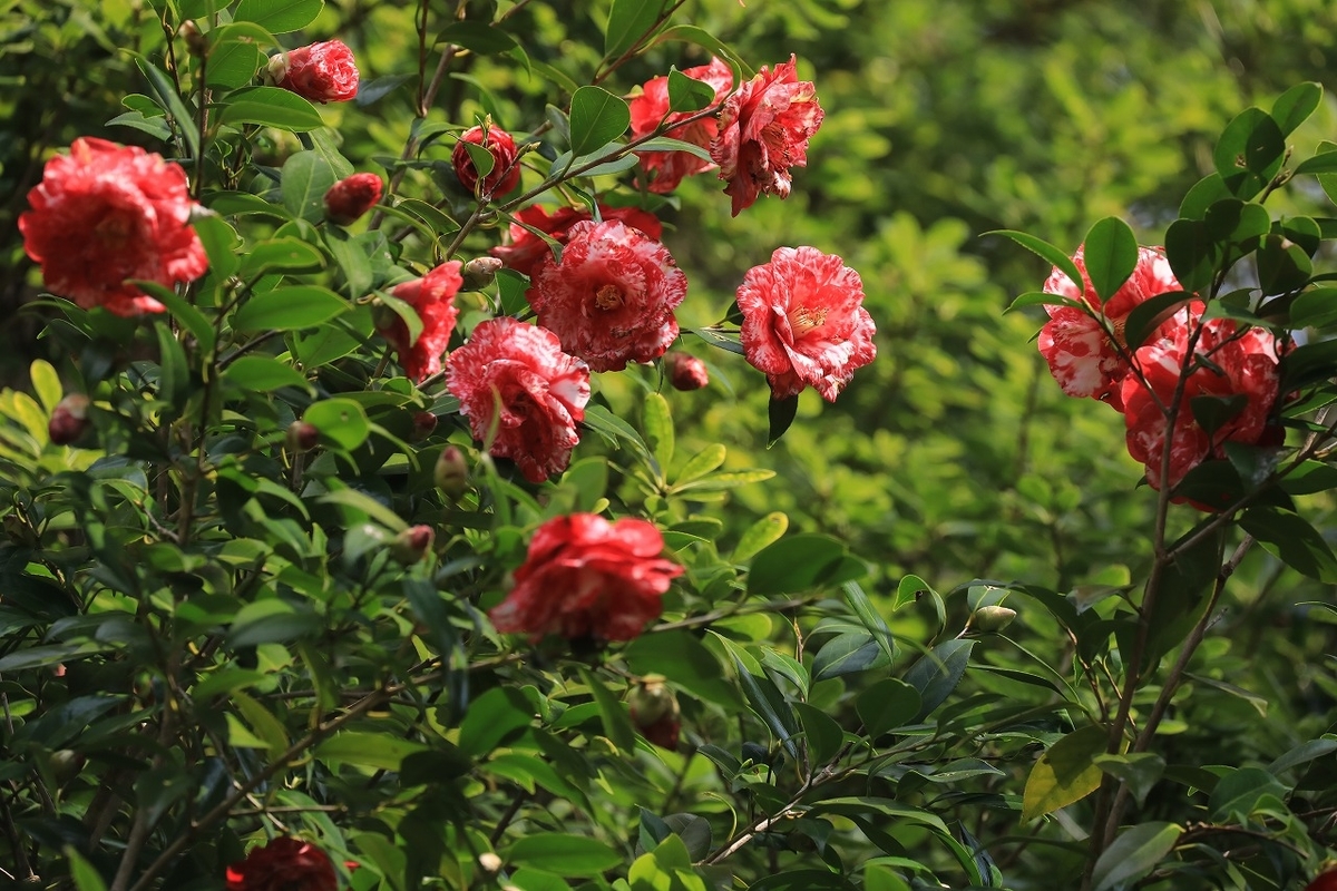 f:id:toonii:20200317144252j:plain