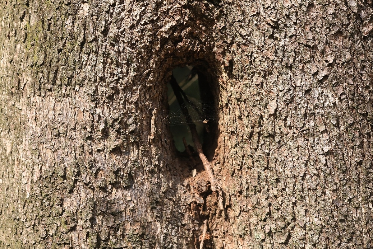 f:id:toonii:20200317144323j:plain