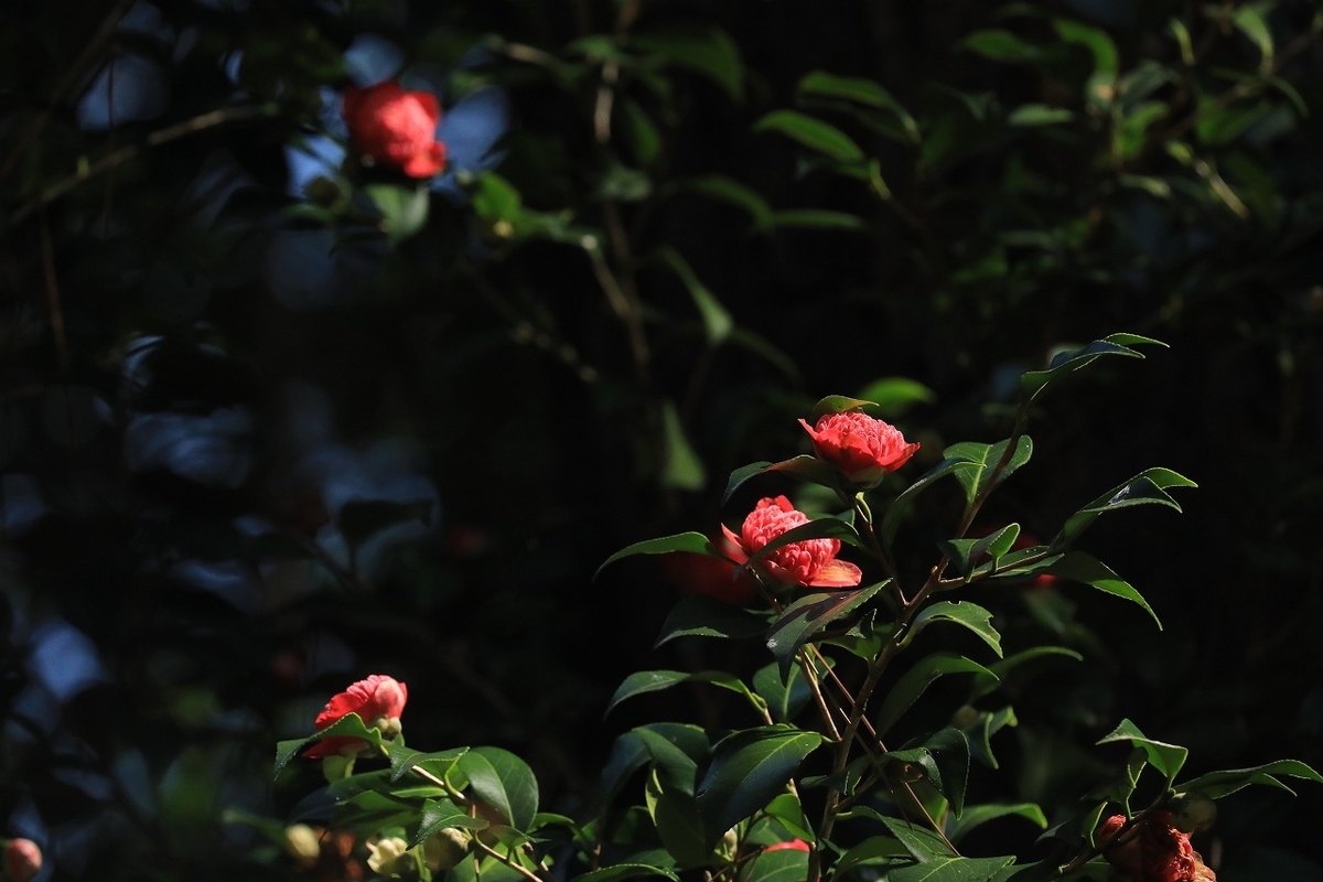 f:id:toonii:20200317144427j:plain