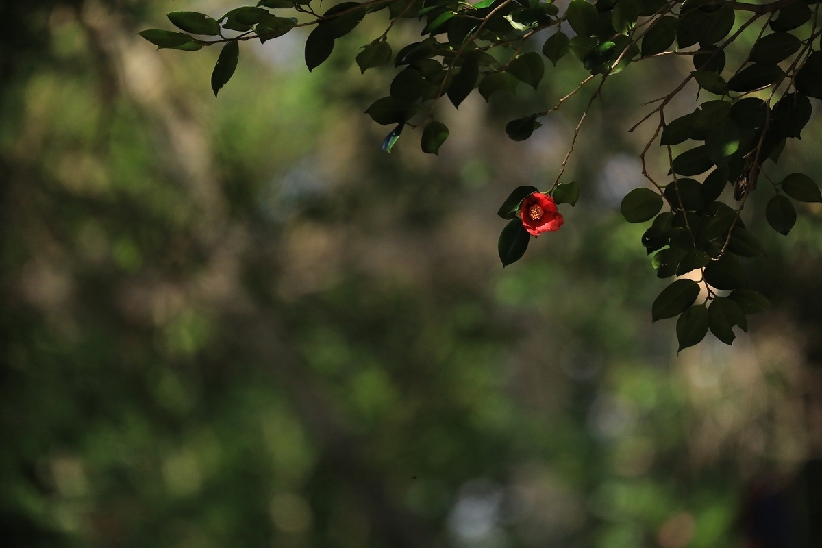 f:id:toonii:20200317144442j:plain