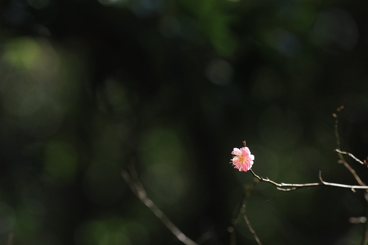 f:id:toonii:20200317144500j:plain