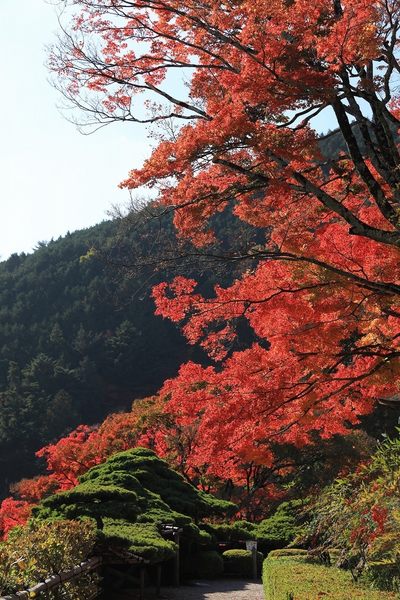 f:id:toonii:20201114140932j:plain