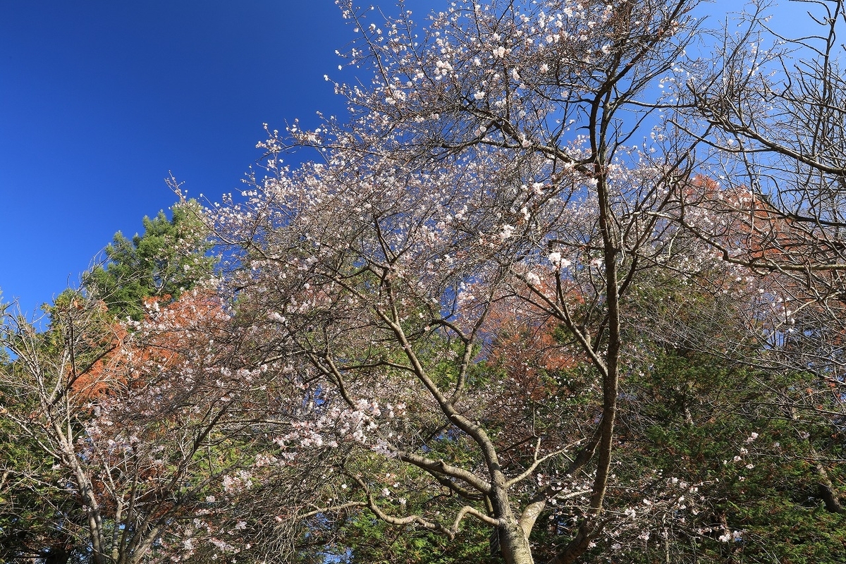 f:id:toonii:20201206133536j:plain
