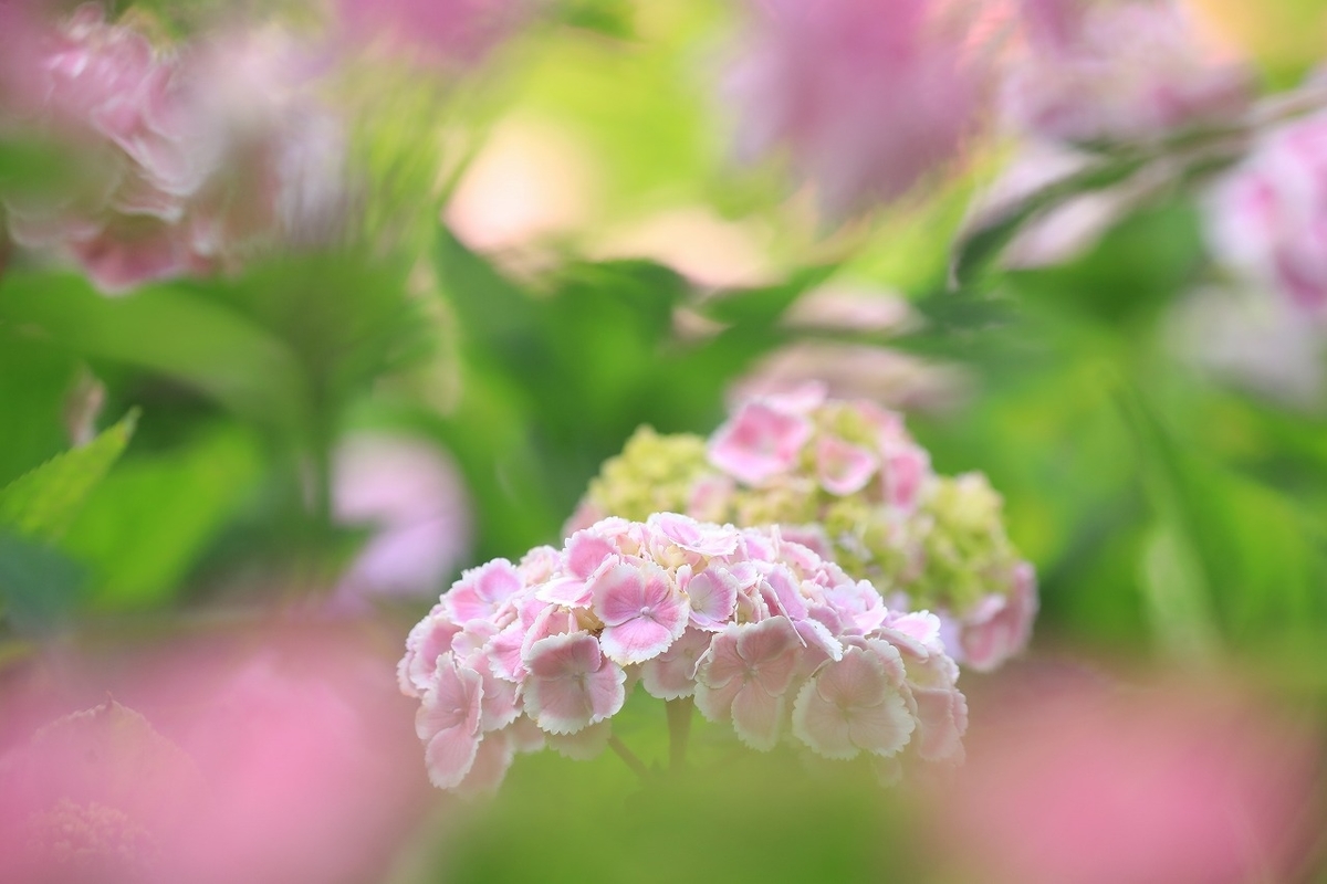 f:id:toonii:20210607163526j:plain