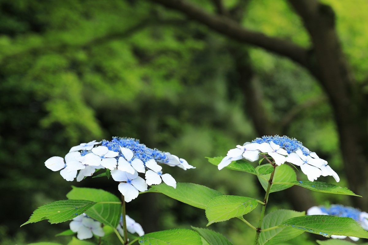 京都 平安神宮 花菖蒲 睡蓮 紫陽花 21 Tooniiの写真日記