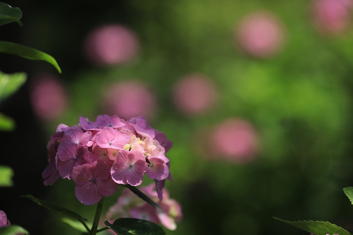 f:id:toonii:20210620143500j:plain