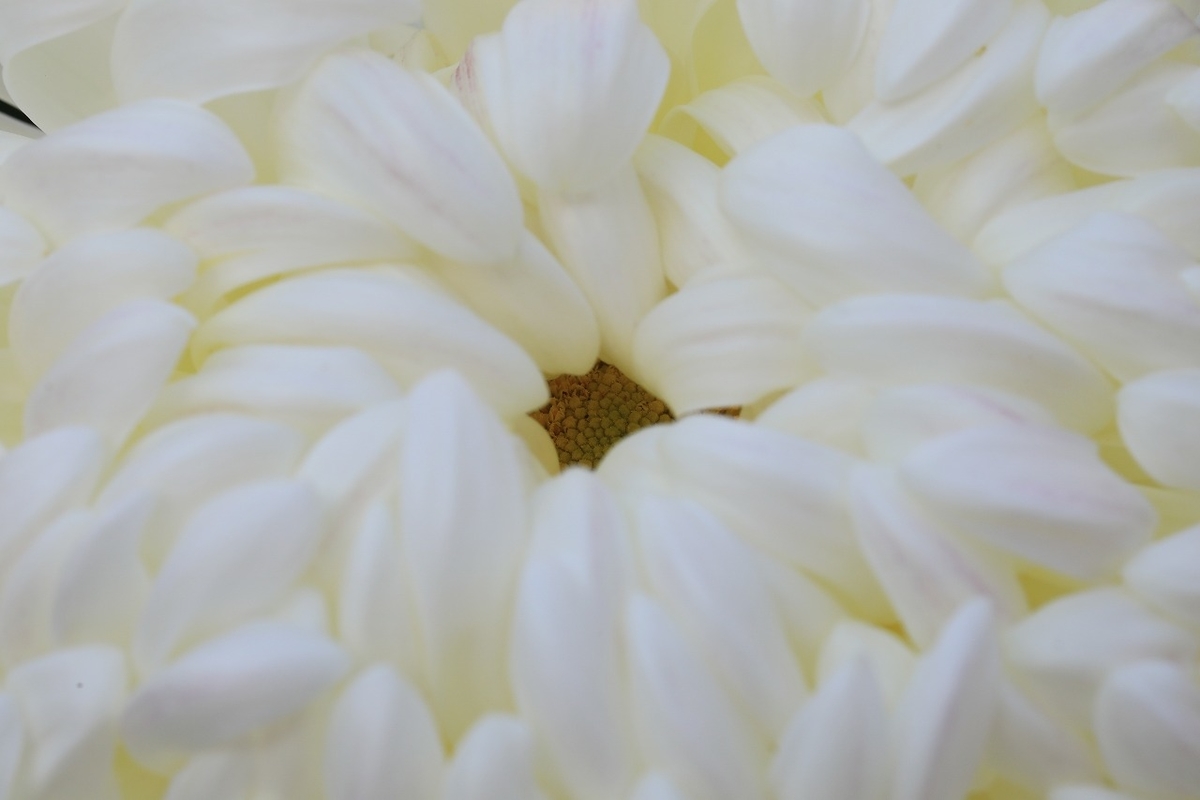 f:id:toonii:20211103125857j:plain