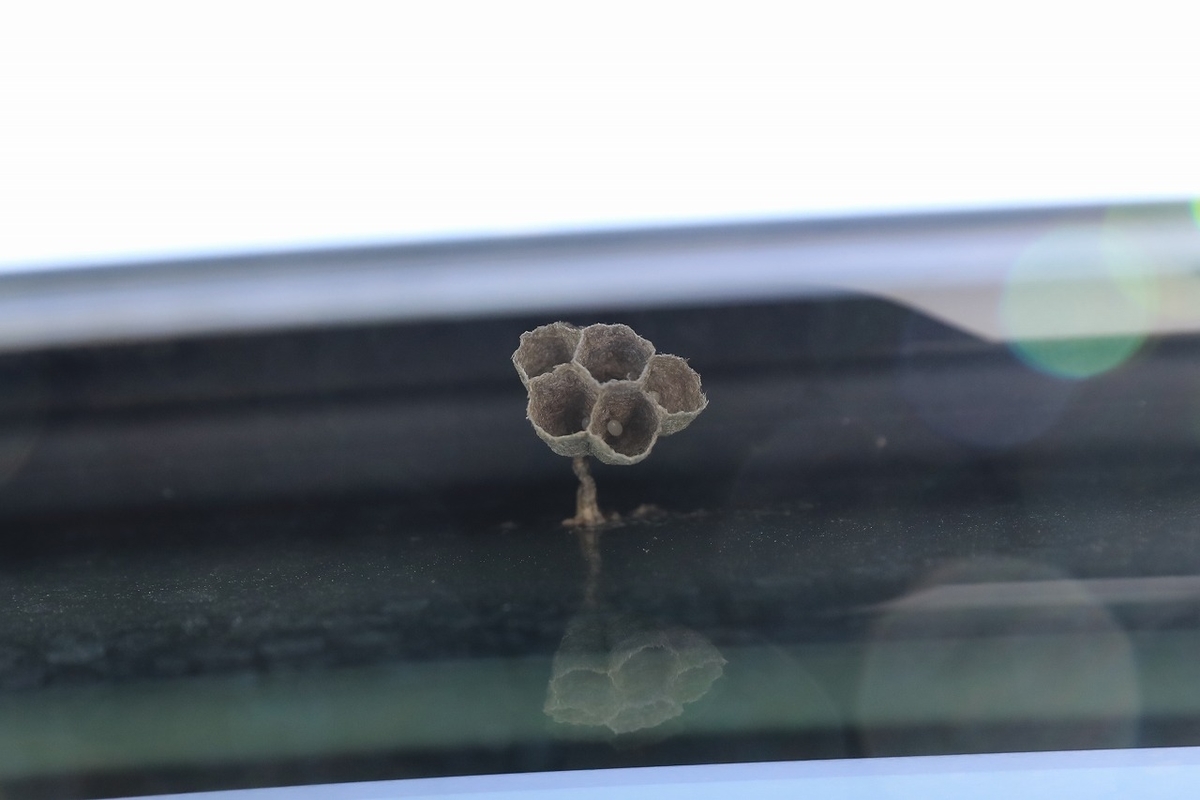 こんな所に蜂の巣が！ 2022 - tooniiの写真日記