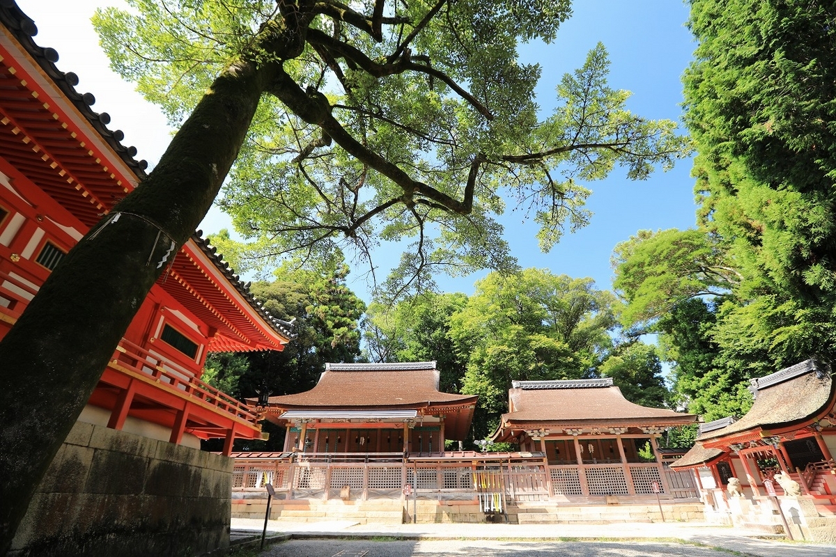 京都「石清水八幡宮」楠とおがたまの木 2024 - tooniiの写真日記