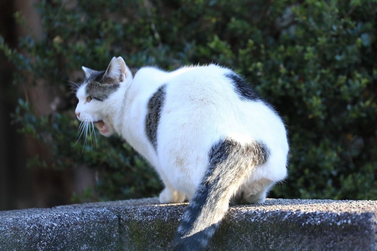 京都「近所の野良猫事情」2024 - tooniiの写真日記